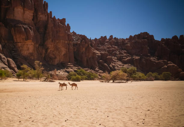 camel's silhouette in the desert