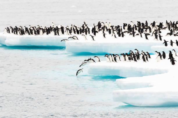 istock Penguins on an ice floe in the ocean 1146011450