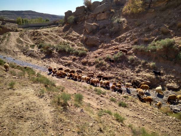 istock sheeps drinking water in river in Zagros mountains 1146011464