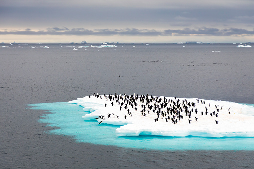 Adélie penguins (Pygoscelis adeliae) on an ice floe in the Weddell Sea