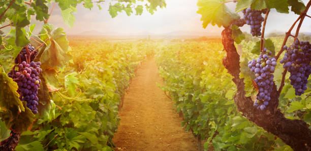 istock Vineyard in autumn harvest 1146011526