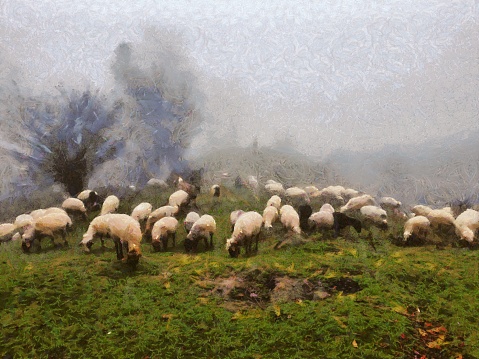 Flock of sheep grazing on the grass on high hills with the fog over the hills, oil painting on canvas.