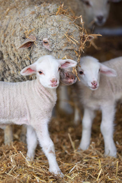 istock Sheep and lambs in stable in spring time 1146012915