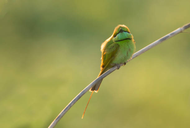 istock Little Green bee eater on perch at sunrise 1146013242