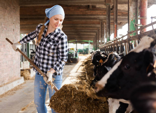 istock Woman working on dairy farm 1146013367