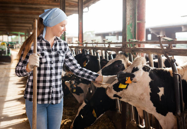 istock Woman working on dairy farm 1146013378