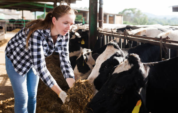 istock Woman working on dairy farm 1146013399
