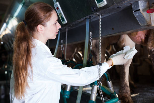 istock Woman working at milking line 1146013416