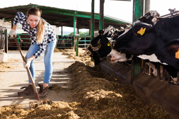 istock Woman working on dairy farm 1146013455