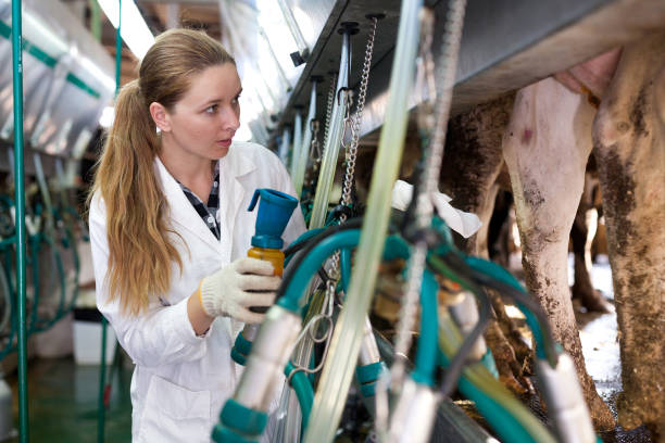 istock Woman working at milking line 1146013933