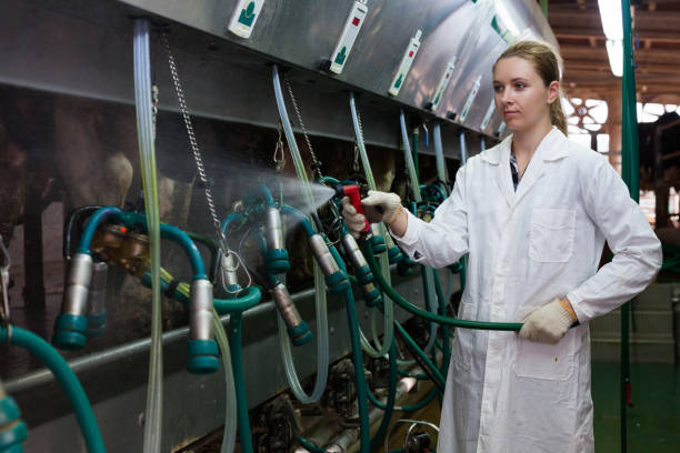 istock Woman working at milking line 1146013942