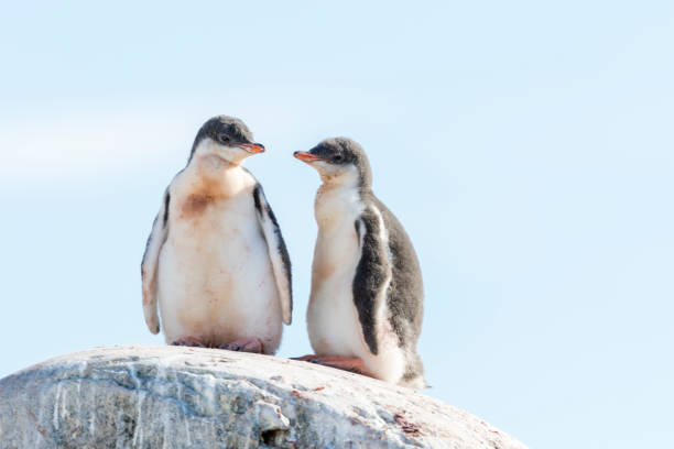 istock Young Gentoo penguins portrait 1146014050
