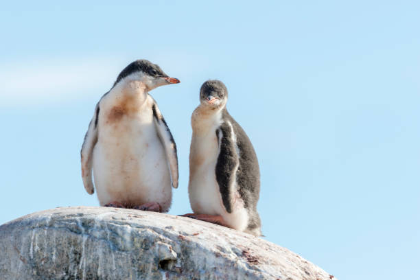 istock Young Gentoo penguins portrait 1146014156
