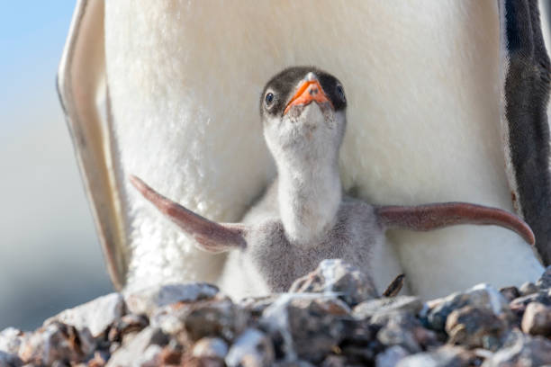 Gentoo penguin (Pygoscelis papua) chick and parent at Petermann Island, Antarctic Peninsula