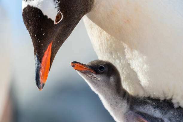 gentoo pingwin pisklę i rodzic - gentoo penguin zdjęcia i obrazy z banku zdjęć