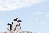 Gentoo penguins in a small group
