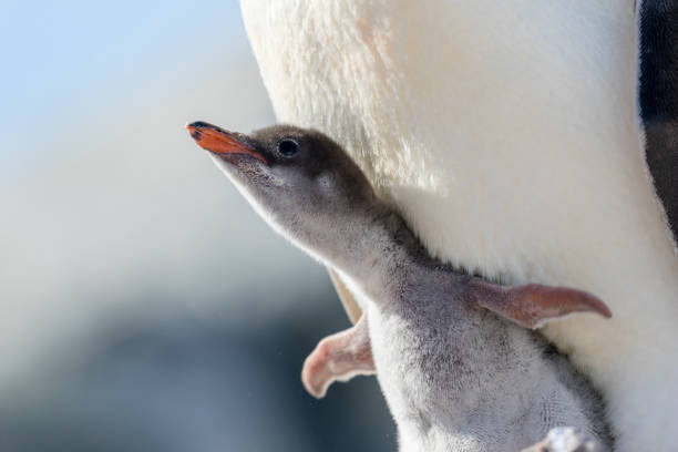 Digital painting of two young captive Humboldt penguins in profile at the zoo.