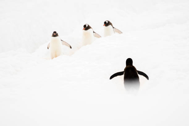 istock Gentoo penguins on a wildlife trail 1146014599