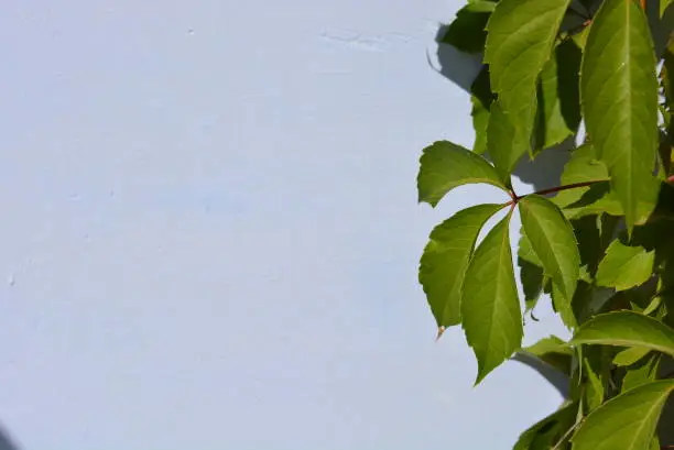 Photo of Beautiful green leaves of virginia creeper, victoria creeper, five-leaved ivy, five-finger flower on sunlight and on a white background.