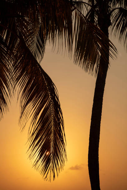 istock Silhouette Palm Leaves and Tree over Orange Coloured Sky at Sunset 1146017498