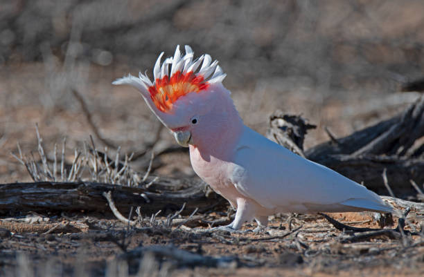 istock Far South West QLD Wildlife 1146017612
