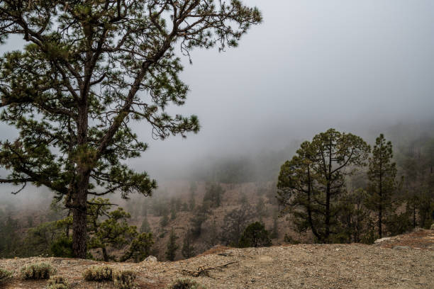 White flakes of fog covered the mountain slope covered with Canary pines in the Central part of the island of Tenerife.