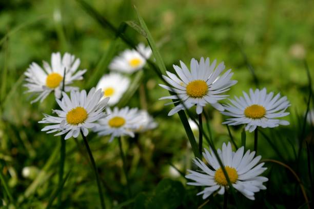istock white flowers in the grass 1146019773