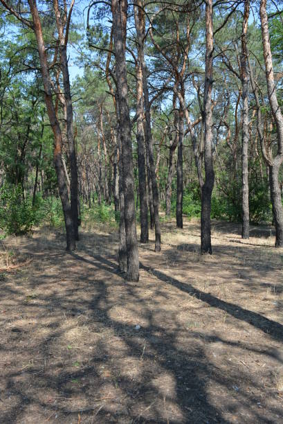 istock Pine forest, landscape with blue sky, sandy sand and shadow from trees. 1146021201