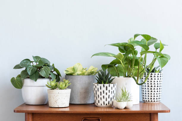 istock Stylish scandinavian interior with design commode and beautiful composition of plants in different hipster pots. Modern home decor. Gray background wall. Minimalistic concept. Template. Home garden. 1146021433