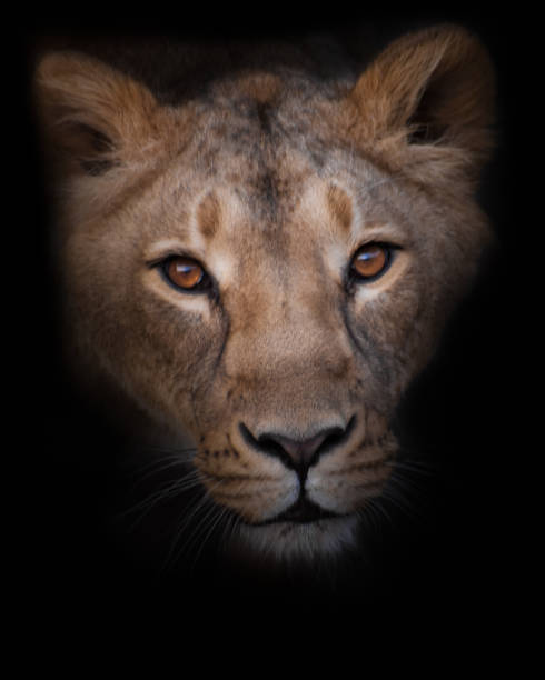 istock The lioness looks at you 1146022696