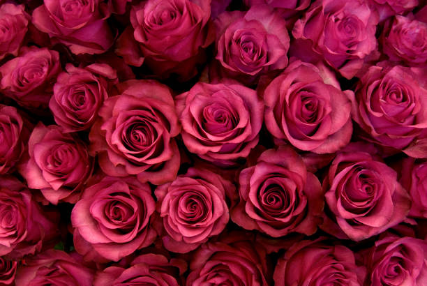 istock Bouquet of pink roses 1146024024