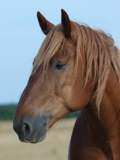 istock Horse Head Shot 1146024040