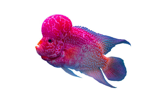 flowerhorn fish isolated on white background