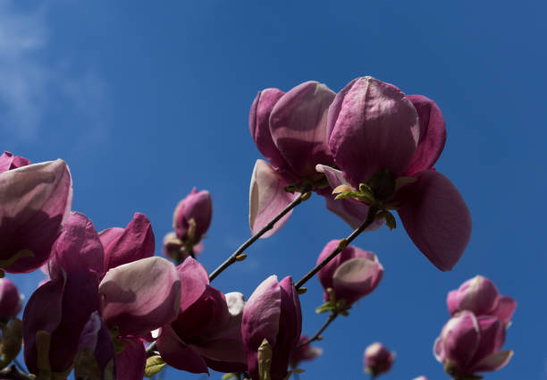 hermosa magnolia de color rosa brillante en primavera - sweet magnolia white large flower fotografías e imágenes de stock