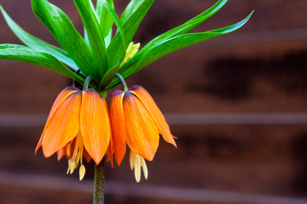 Kaiser's crown (Fritillaria imperialis) flower on wooden fence background