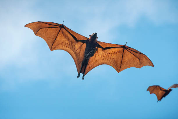 Baby bat and mother are flying Baby bat and mother are flying flying fox photos stock pictures, royalty-free photos & images