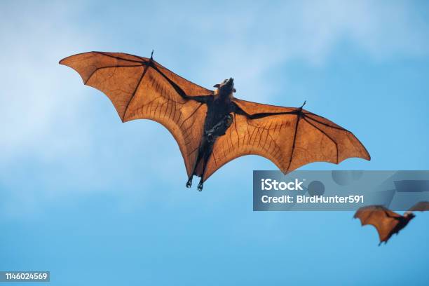 Baby Bat And Mother Are Flying Stock Photo - Download Image Now - Bat - Animal, Animal Wing, Flying Fox