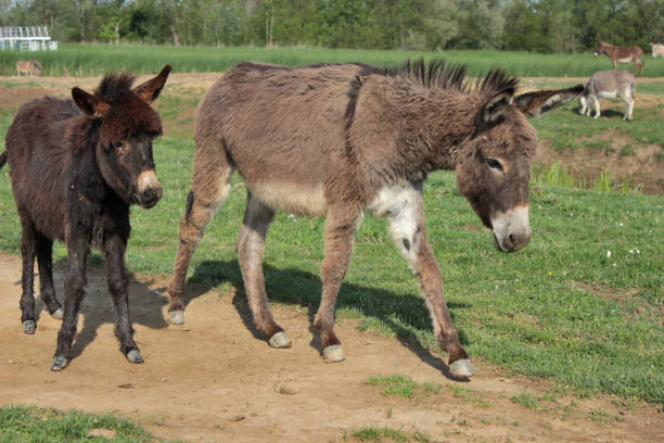 istock Wild Donkey in Nature Reserve 1146025260