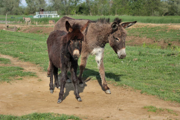 istock Wild Donkey in Nature Reserve 1146025339