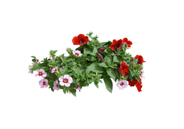 Red and white decorative petunia flowers Red and white decorative petunia flowers isolated on white. spanish flower pots stock pictures, royalty-free photos & images