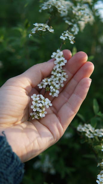 istock Hand holding a flower in bloom 1146025450