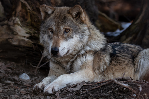 Beautiful, adult european wolf lies on forest floor