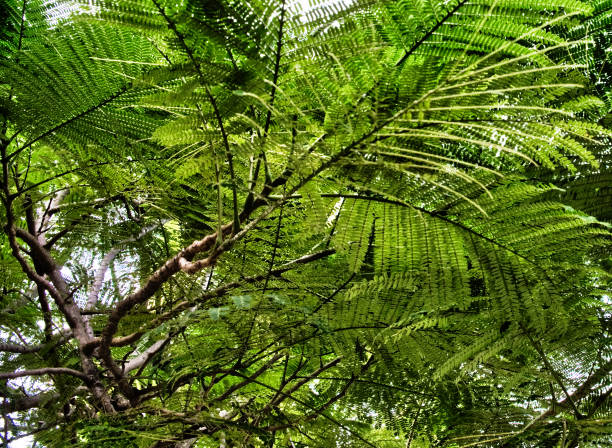 istock dense foliage of a tropical tree, greenery, vegetation background, tree branches 1146029064