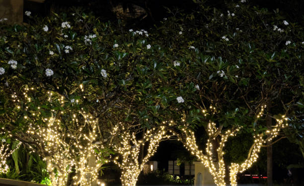 istock Several flowering trees, decorated with decorative lights. White flowers. Night scene 1146029729
