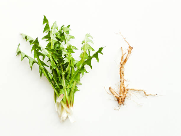 Dandelion Dandelion fresh leaves with roots on white wooden background. Shallow dof. dandelion root stock pictures, royalty-free photos & images