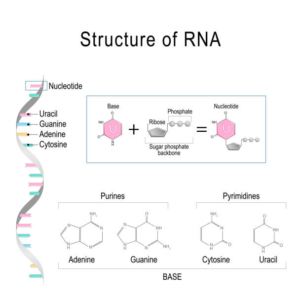 RNA structure. Adenine, Cytosine, uracil, Guanine, Ribose, Nucleotide, Pyrimidine, Purine, and Sugar phosphate backbone. RNA structure. Adenine, Cytosine, uracil, Guanine, Ribose, Nucleotide, Pyrimidine, Purine, and Sugar phosphate backbone. Vector diagram for educational, medical, biological, and scientific use dna nucleotide stock illustrations