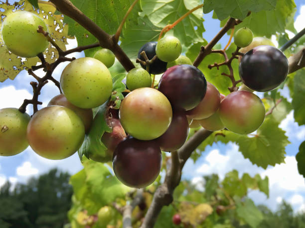 Vigne de fruits muscadine dans un vignoble à Warm Springs en Géorgie - Photo