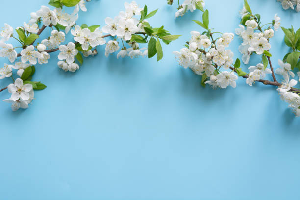 istock Border of spring white blossom branches on pastel blue. Floral pattern. Space for text. 1146033412