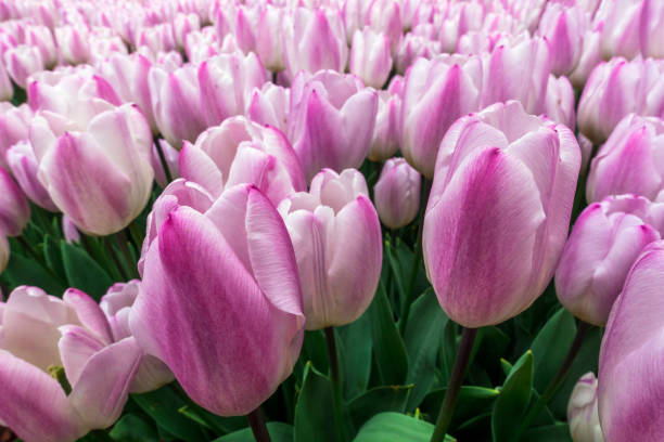 istock Close-up Pink Tulips in Garden at springtime 1146034715