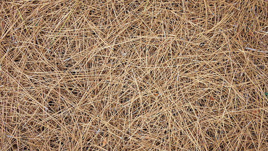Natural background of dry pine needles of Pinus canariensis on the ground